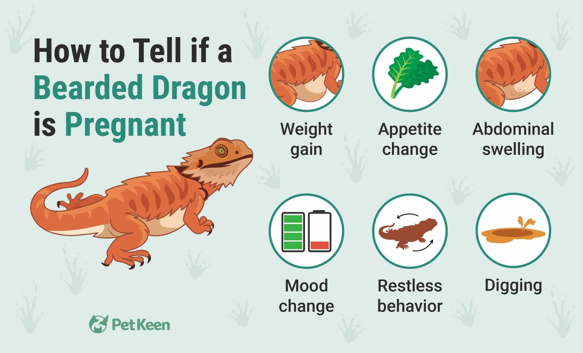 pregnant bearded dragon
