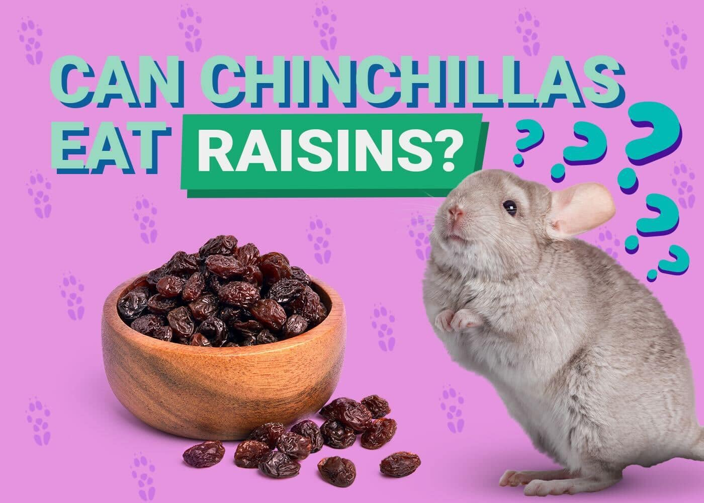 Can Chinchillas Eat Raisins