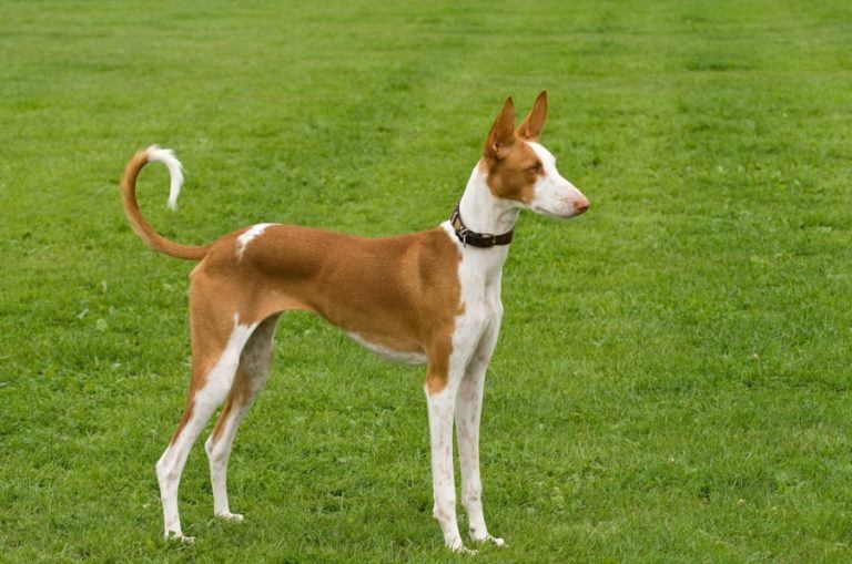Ibizan Hound_Shutterstock_Sally Wallis
