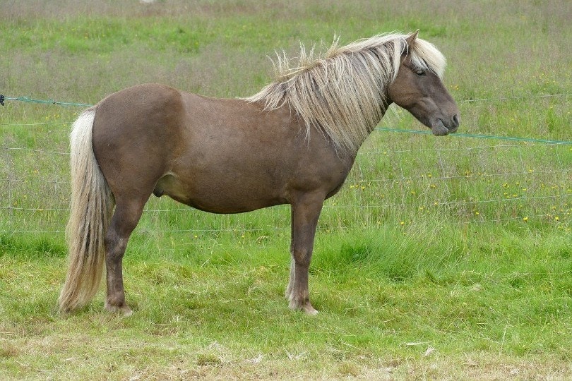 Icelandic Horse