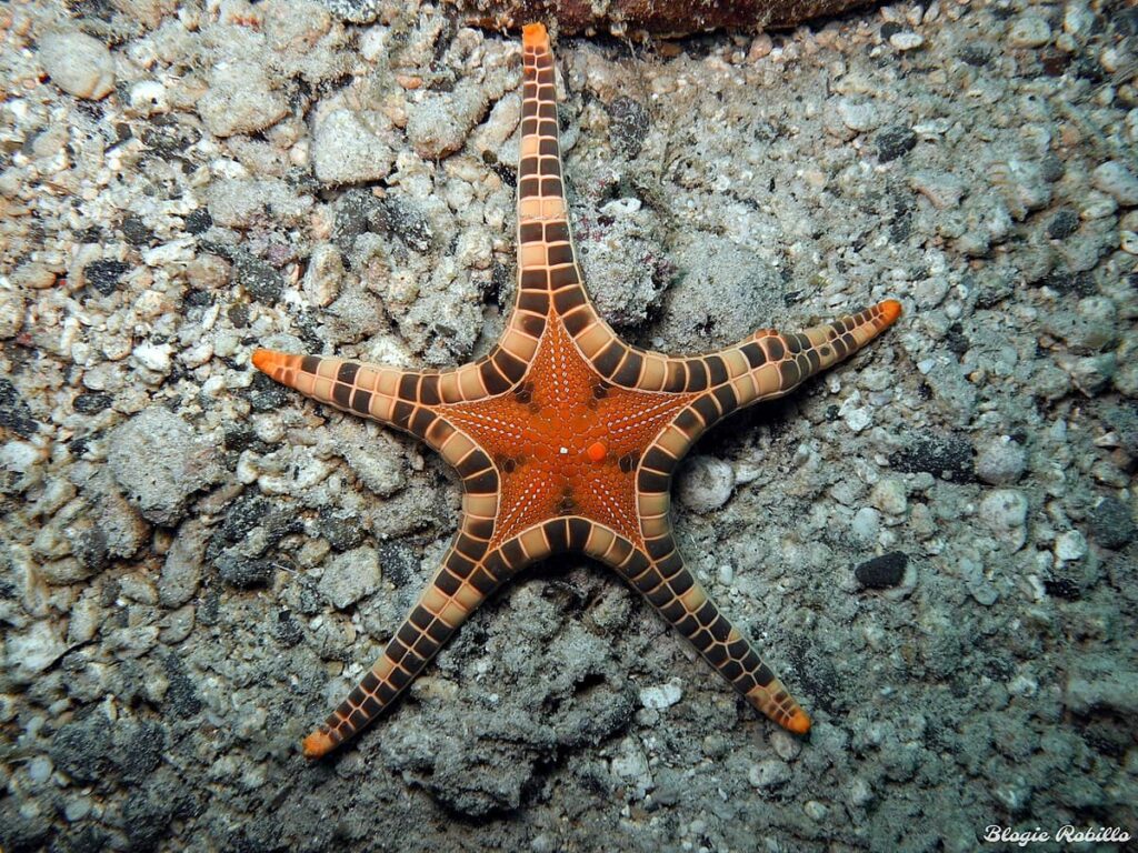 Iconaster longimanus 2