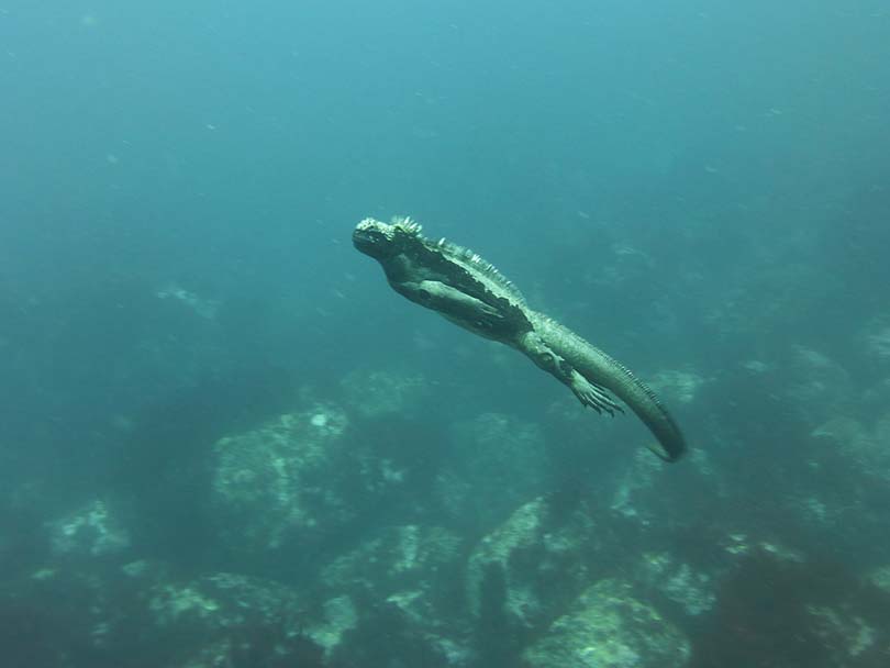 Iguana Underwater