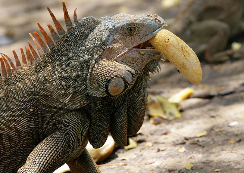 Iguana eating banana_