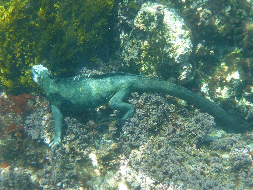 Iguana on water