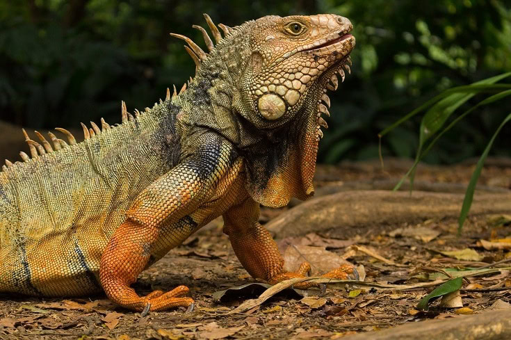 Iguana side view