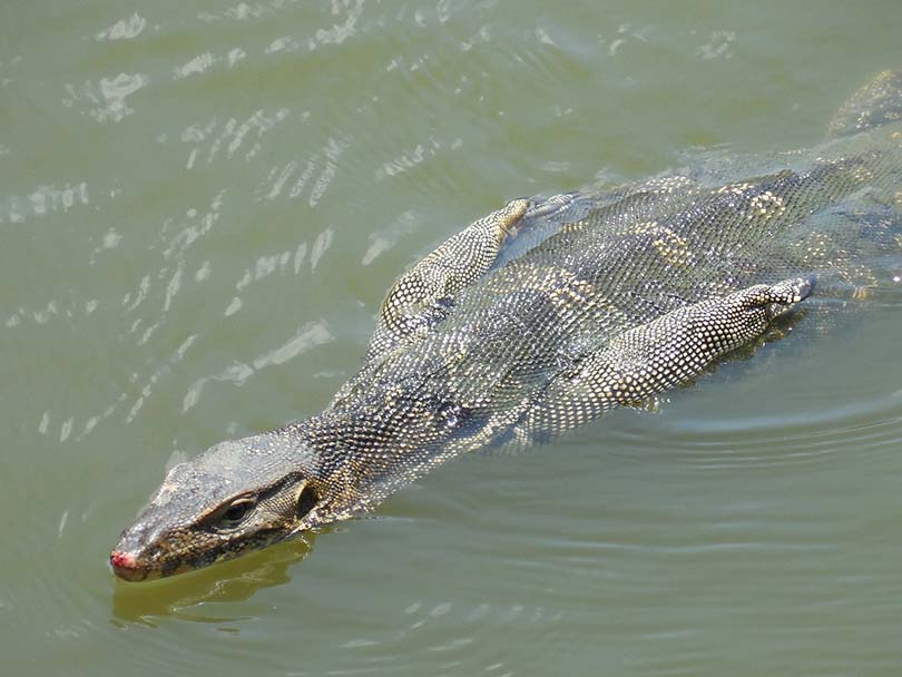 Iguana swimming