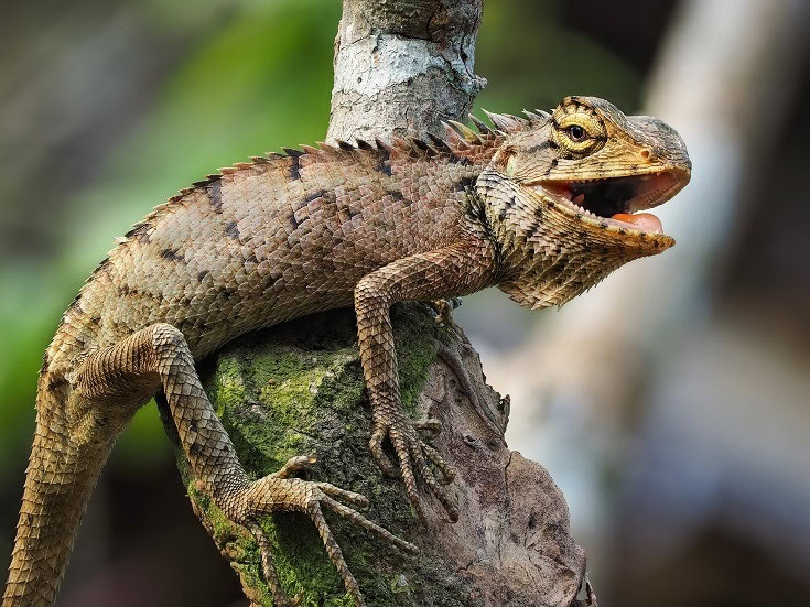 Iguanas