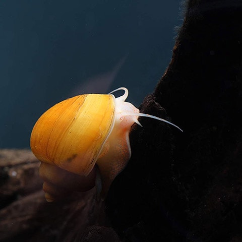 Imperial Tropicals 6 Assorted Mystery Snails