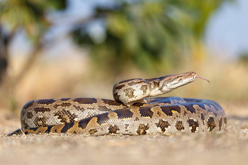 Indian Rock Python toung out