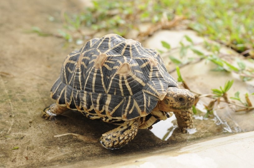 Indian Star Tortoise