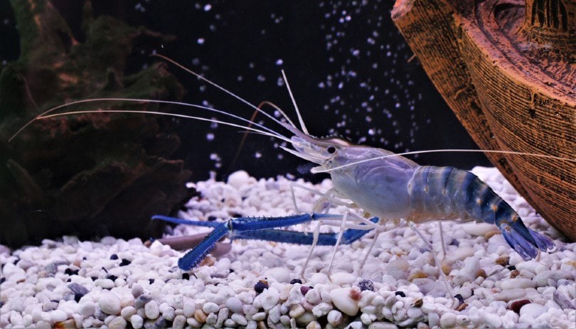 Indian Whisker Shrimp