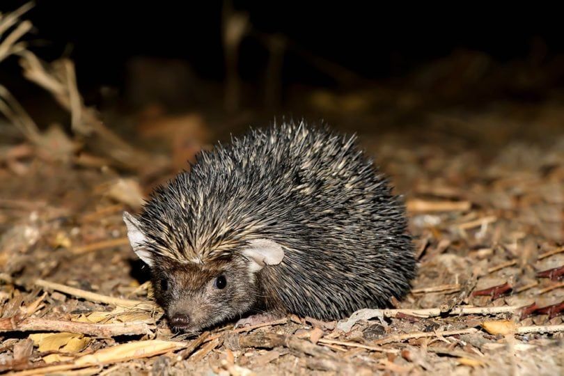 Indian Hedgehog