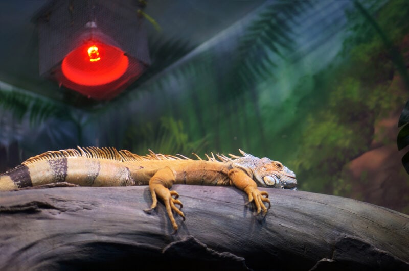 Infrared heat lamp for reptile and amphibian care