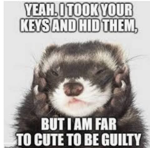 Innocent Until Proven Adorable