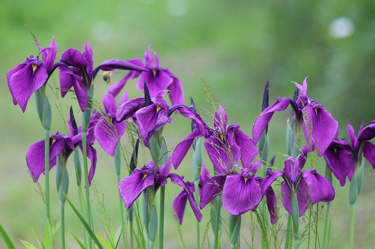 Irises