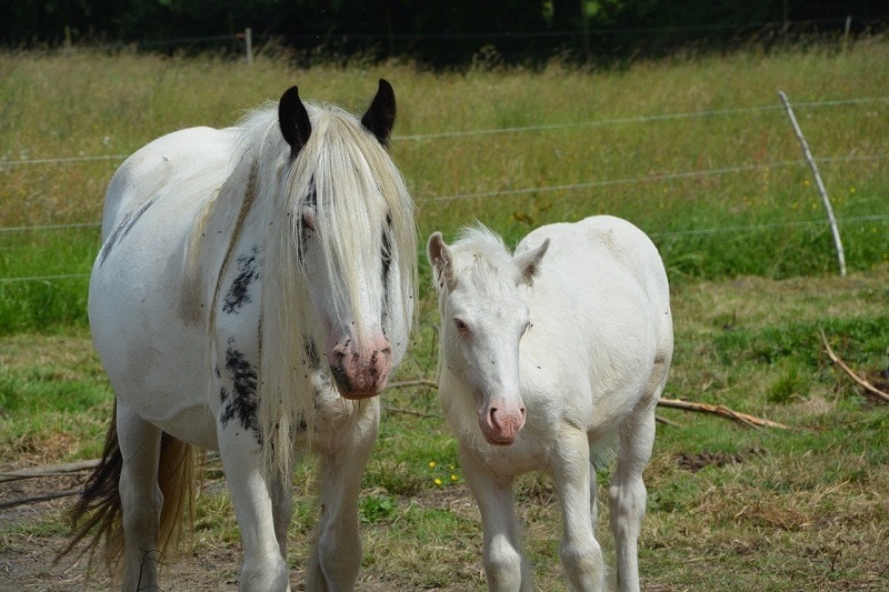 Irish Cob horses