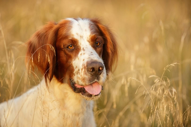 Irish Red And White Setter_Natalia Fedosova_shuterstock