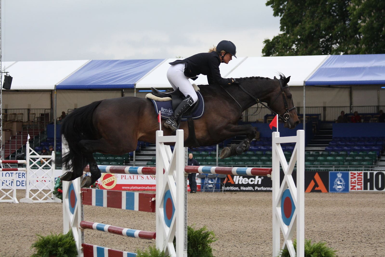 Irish Sport Horse