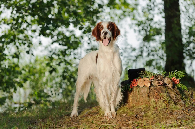 Irish red and white setter_Glenkar_shutterstock