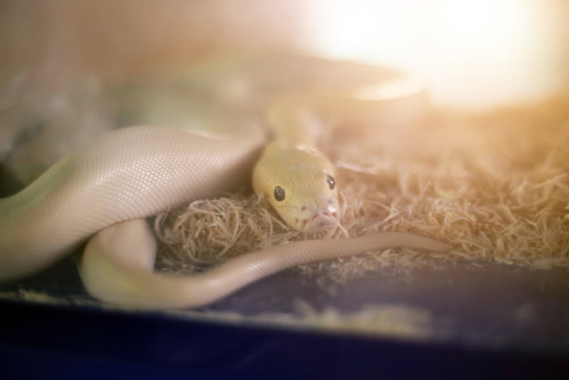 Ivory Ball Python in the terrarium