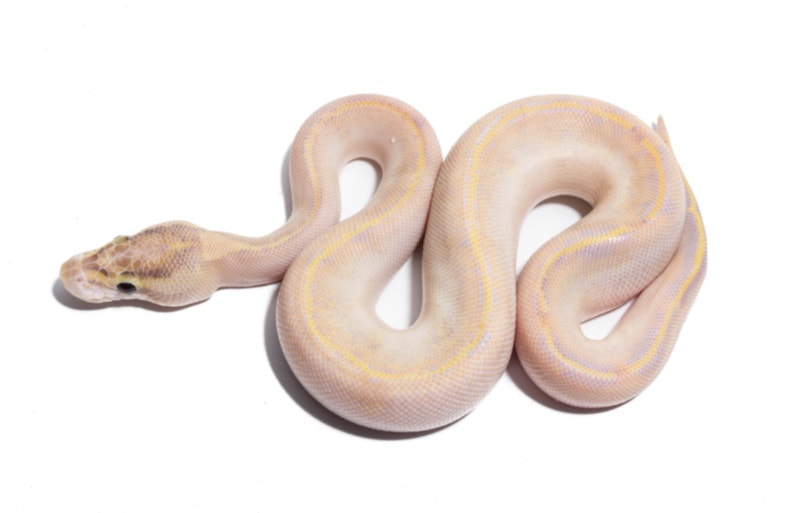 Ivory ball python on white background
