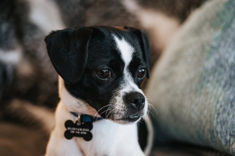 Jack Chi_Kaitlin Kelly, Shutterstock
