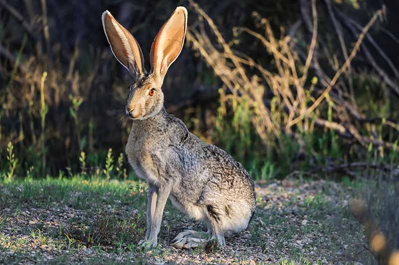 Jackrabbit