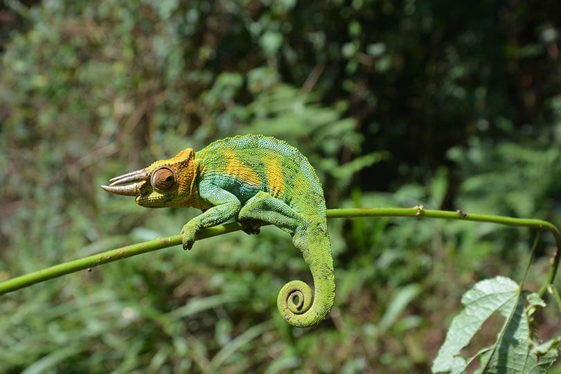 Jackson Chameleon