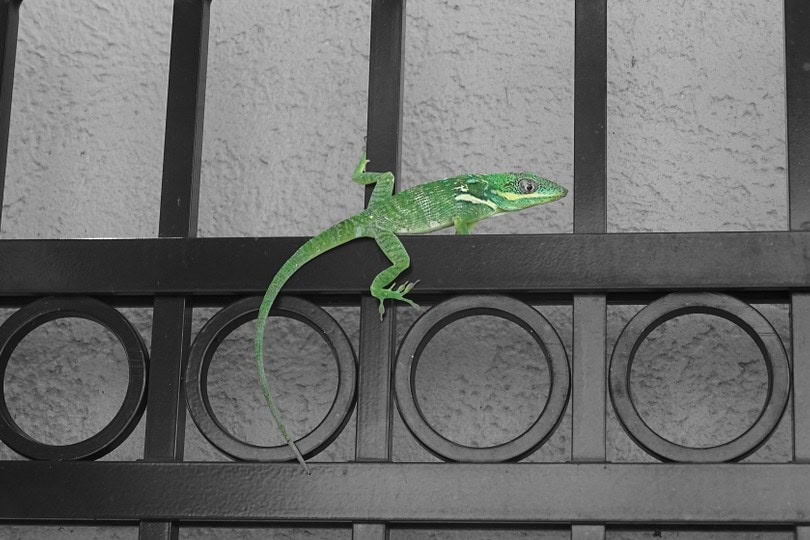 Jamaican Giant Anole