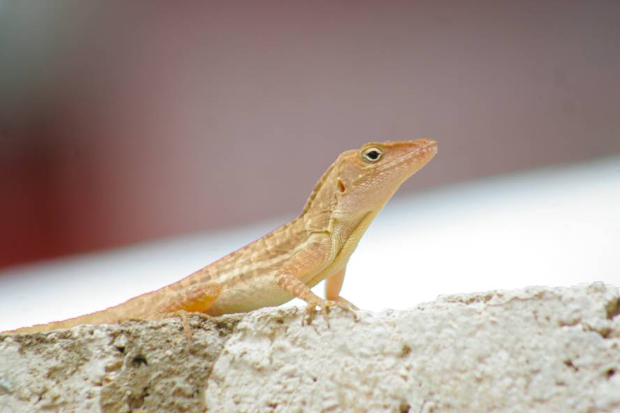 Jamaican Iguana