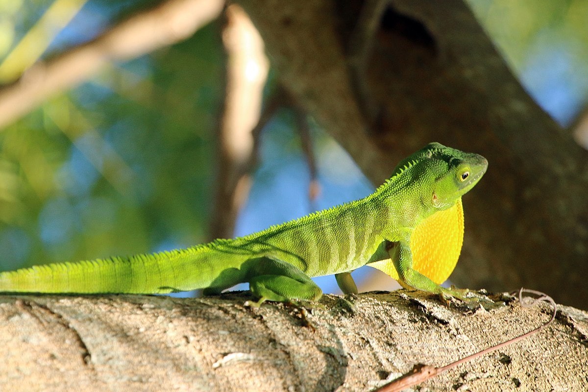 Jamaican giant anole (Anolis garmani) dewlap
