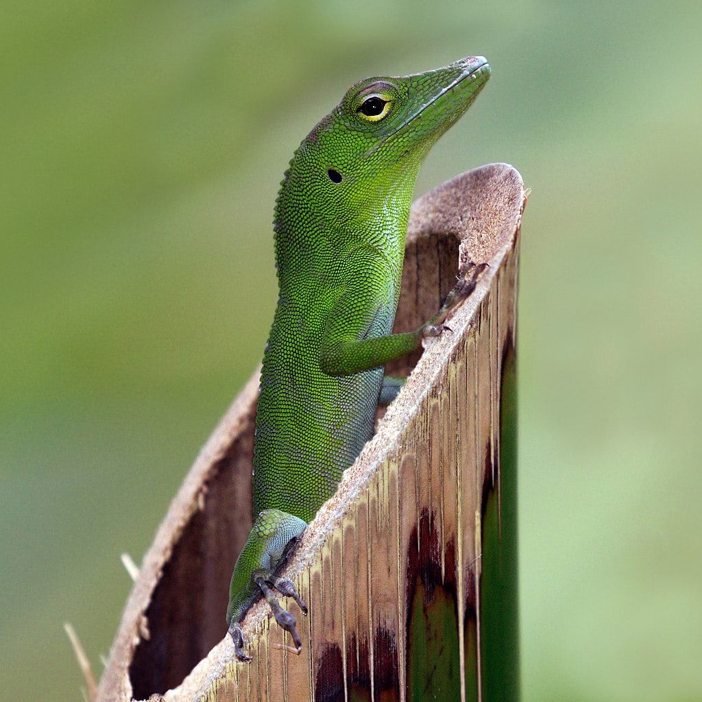Jamaican giant anole