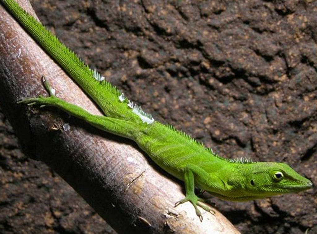 Jamaika anolis