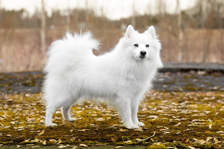 Japanese-Spitz_Shutterstock_Lisjatina