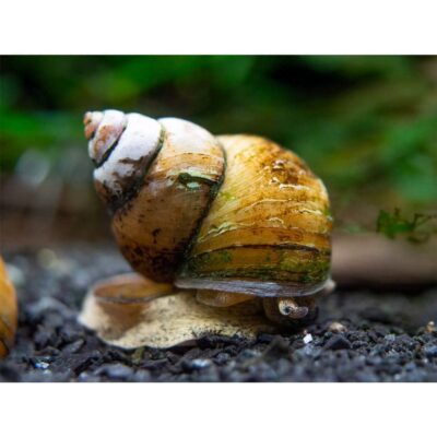 Japanese Trapdoor Snails