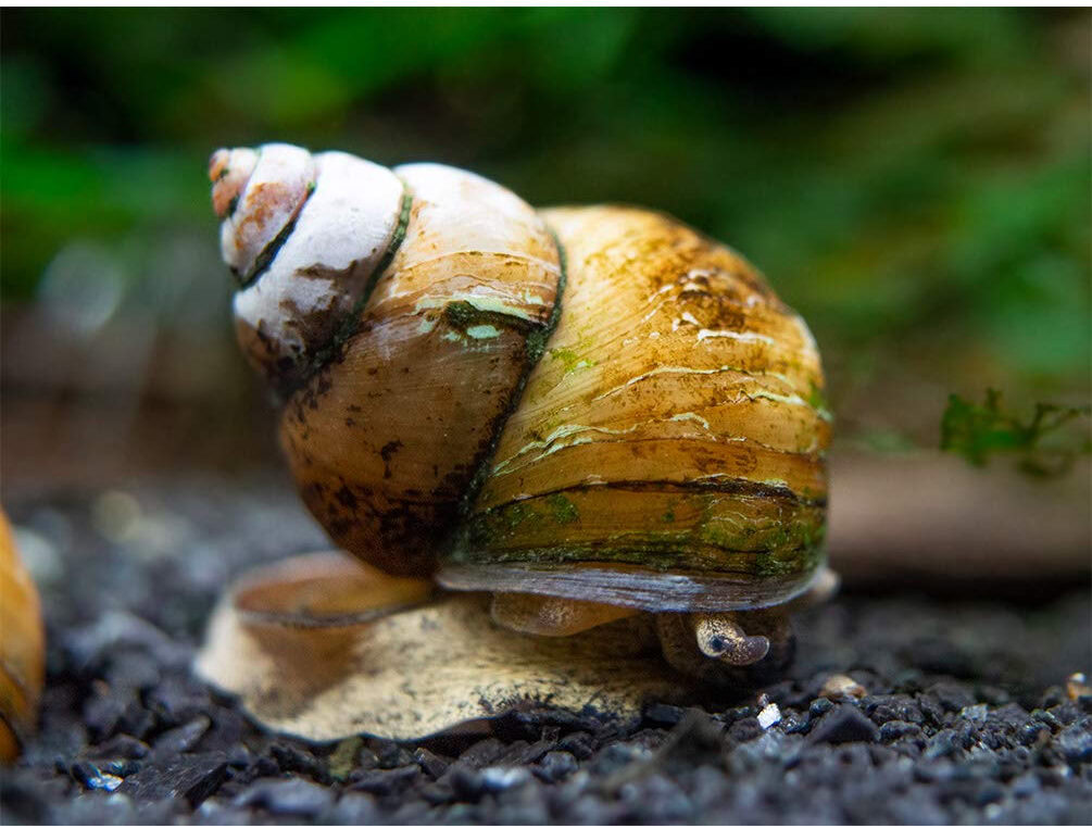 Japanese Trapdoor Snails