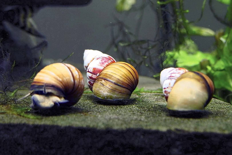 Japanese Trapdoor Snails_Amazon