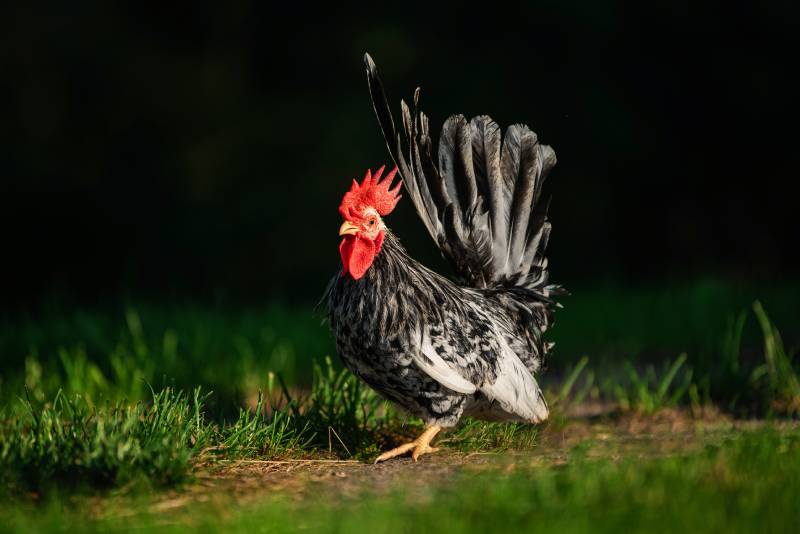 Japanese bantam chabo rooster in the yard