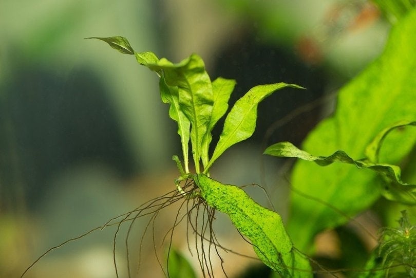 java fern