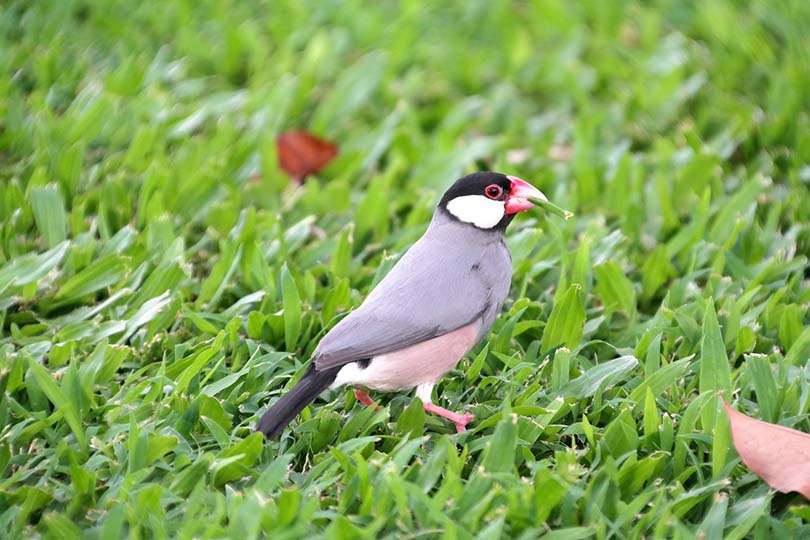 Java Finch