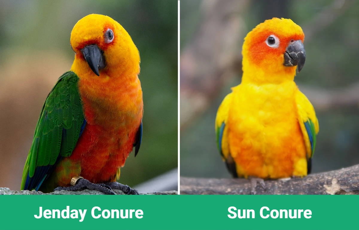 Jenday vs Sun Conure - Visual Differences