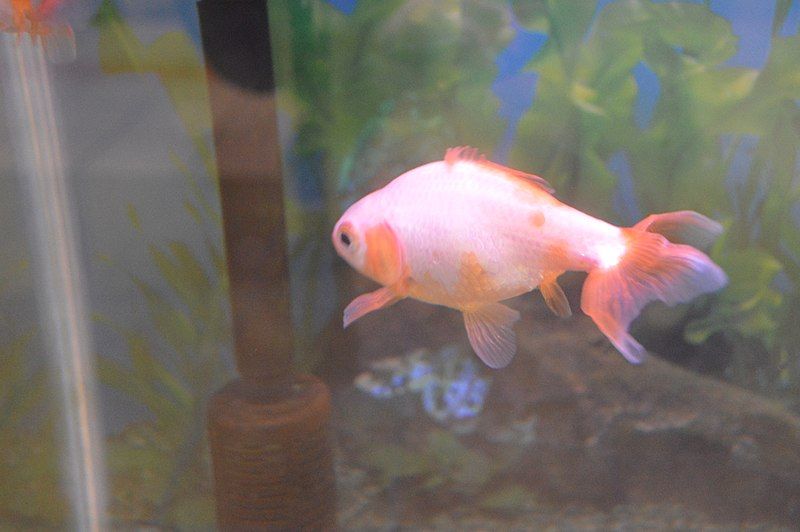 Jikin Goldfish