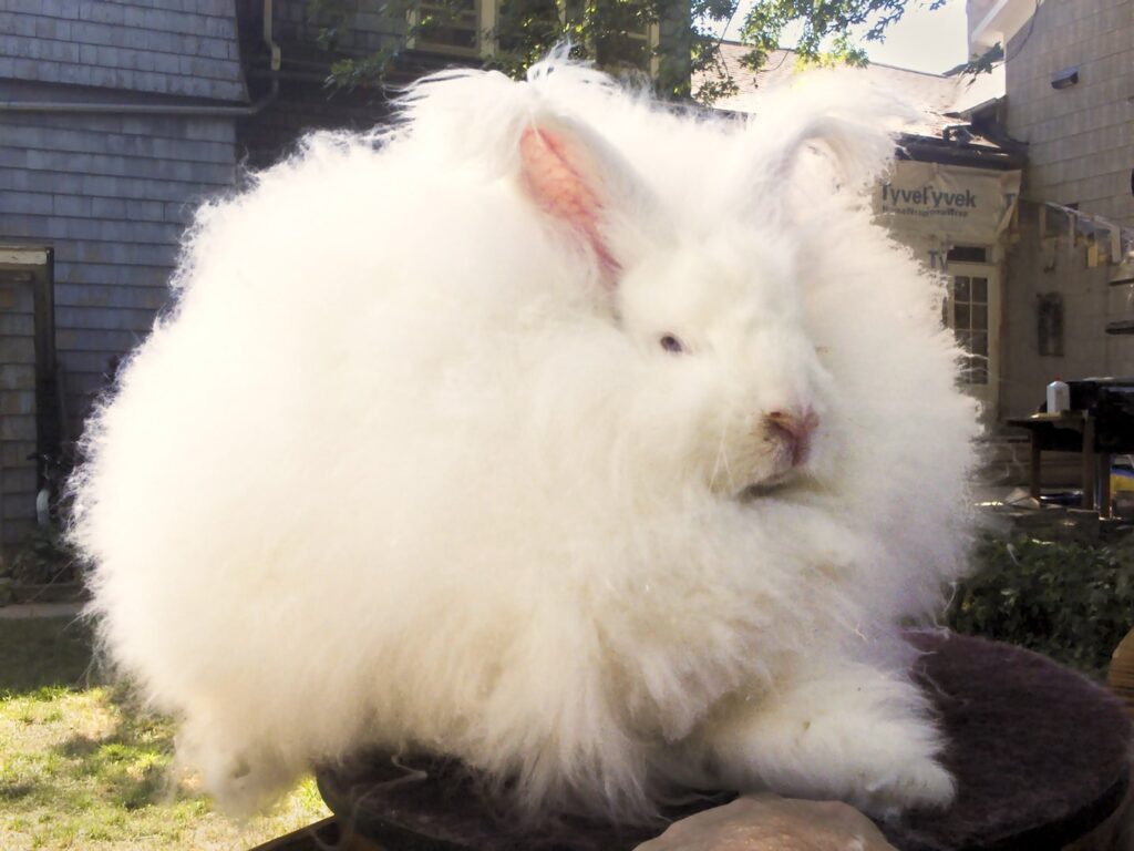 Joey Giant Angora Buck-rebalanced
