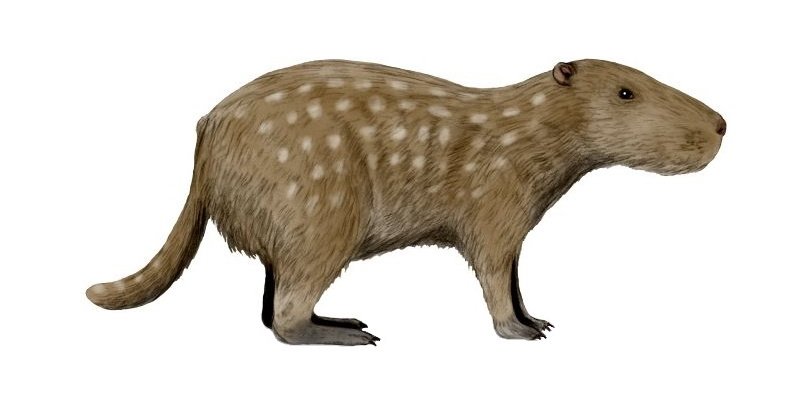 Josephoartigasia monesi