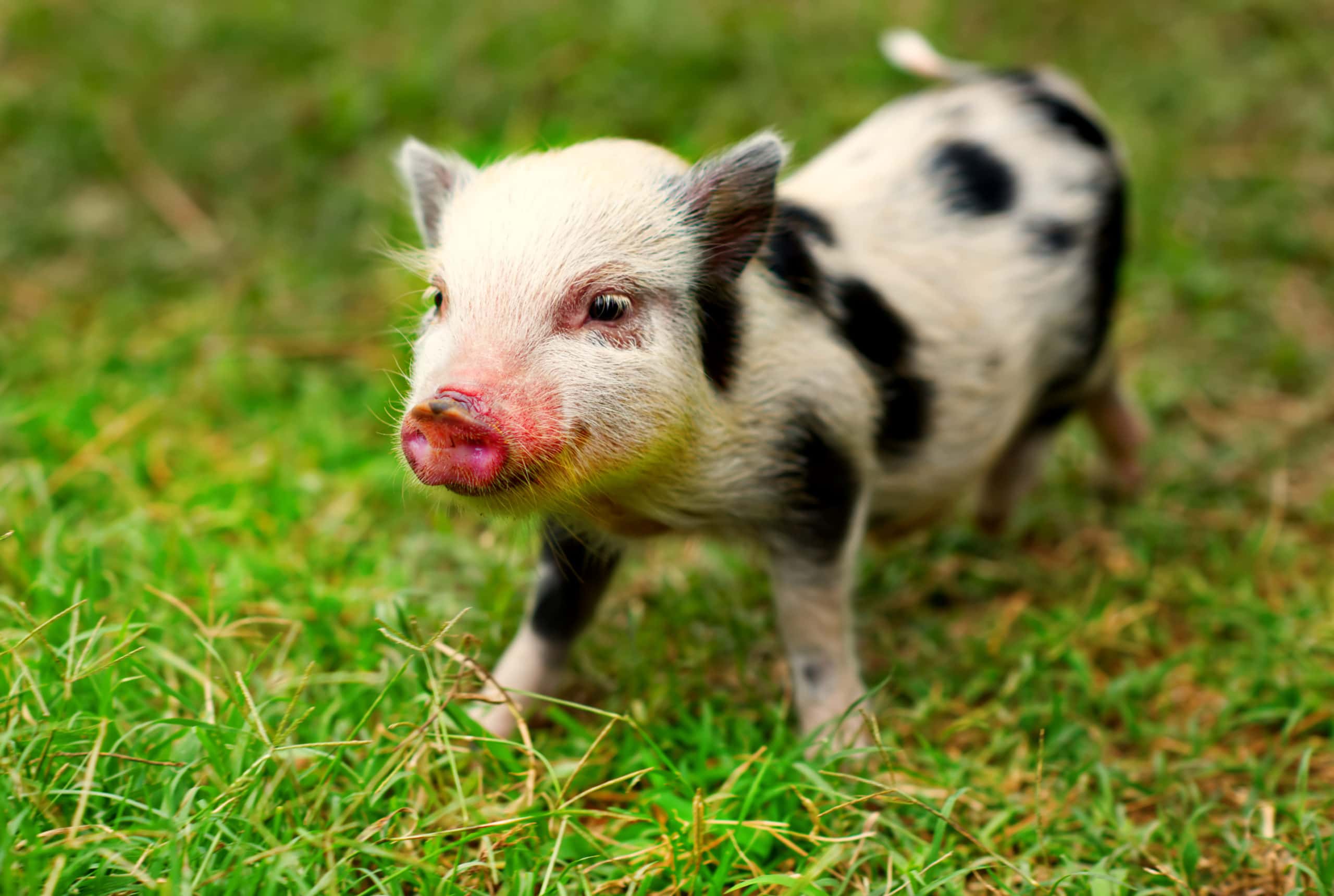 An,8,Week,Old,Juliana,Piglet.