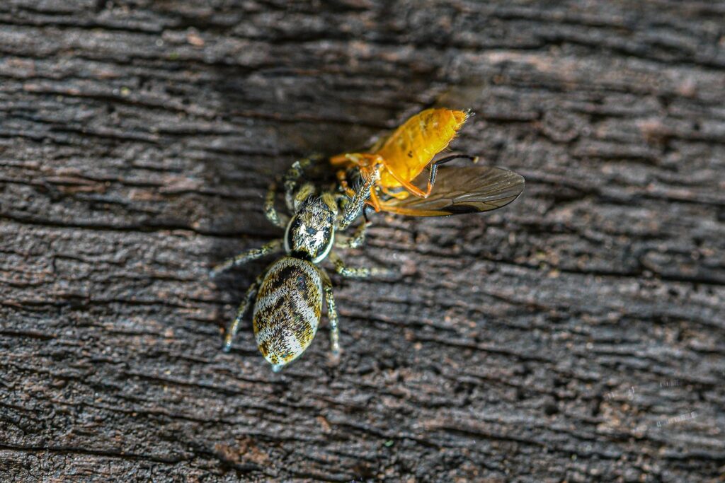 Jumping Spider eating an insect_Pixabay