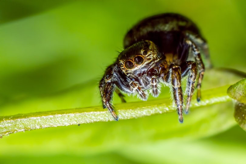 Jumping Zebra Spider on a leaf