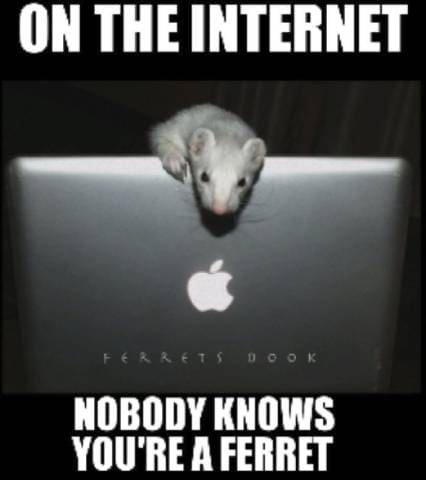 Just Watching Funny Ferret Videos