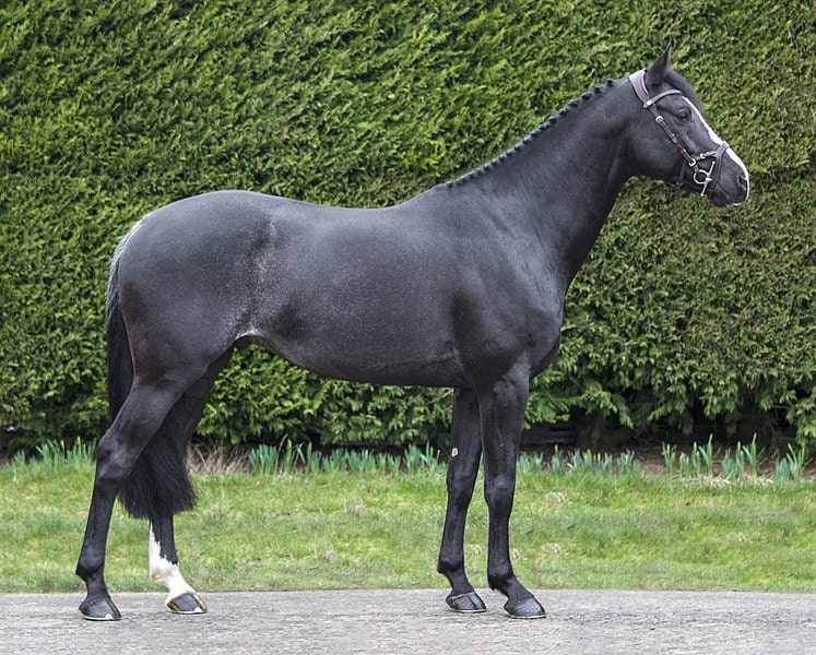 KWPN Stallion