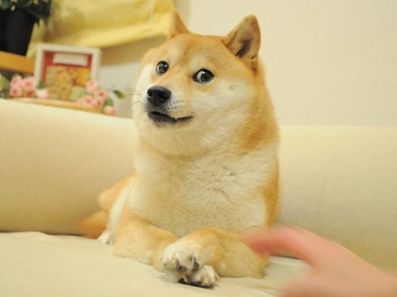 Kabosu the Shiba Inu Doge